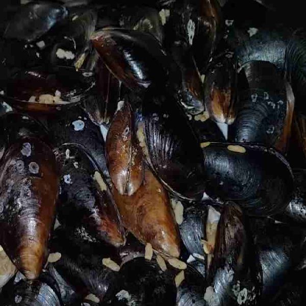mussels-in-turkey